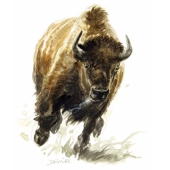 Bison