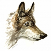 Loup